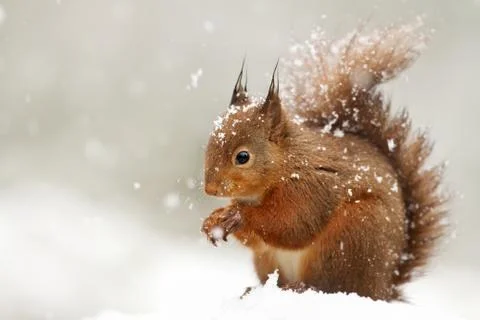 Cute Red squirrel in the falling snow Stock Photos