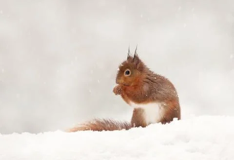 Cute Red squirrel in the falling snow Stock Photos