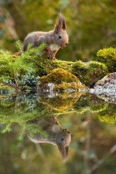 Cute red squirrel feeding with nuts on moss covered rocks near water Stock Photos
