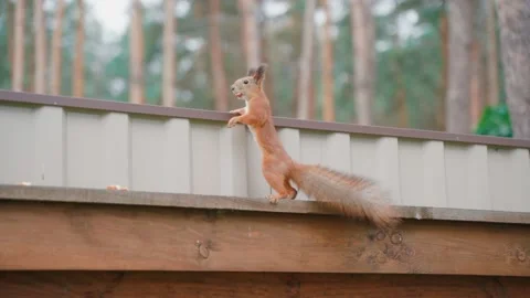 Cute Red Squirrel On a fence Stock Footage 146243747