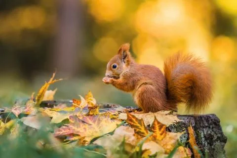 Cute red squirrel with fluffy tail Stock Photos
