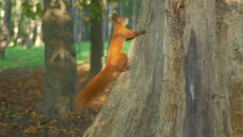 A cute red squirrel Video stock 172418300