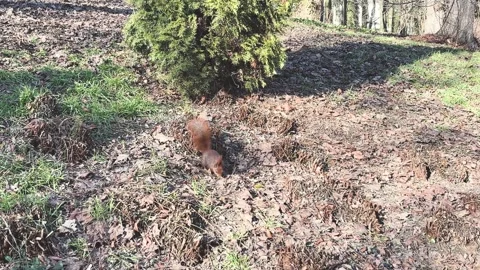 Cute Red Squirrel Foraging in Spring Park Stock Footage 337549705
