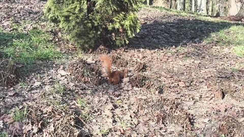 Cute Red Squirrel Foraging in Spring Park Stock Footage 337550425