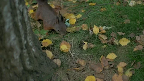 A cute red squirrel getting close Stock Footage 172418459