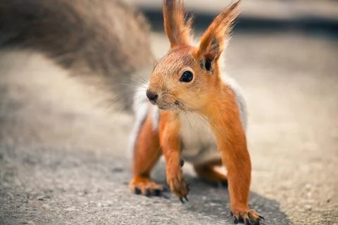 Cute red squirrel going on the ground Stock Photos