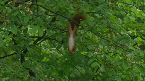 Cute red squirrel hanging upside down eating fresh beech shoots Stock Footage 327120121