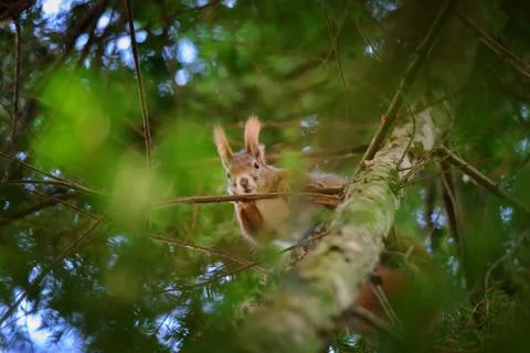 Cute red squirrel hidden in branches on coniferous tree Stock Photos
