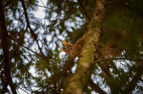 Cute red squirrel hidden in branches on coniferous tree Stock-Fotos