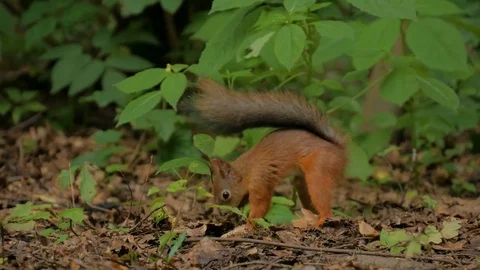 Cute red squirrel hiding nuts Vidéo 79428069
