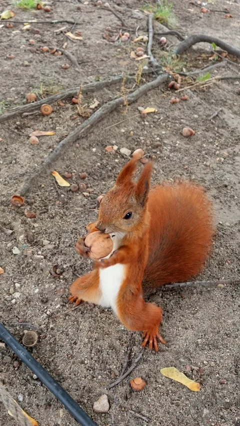 Cute red squirrel holding nut on ground covered with autumn leaves. Video stock 344955376