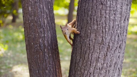 Cute Red Squirrel jumping in a park Stock Footage 94036699