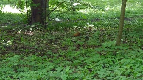 Cute Red Squirrel Jumps in grass. the Action in Real Time Stock Footage 76706014