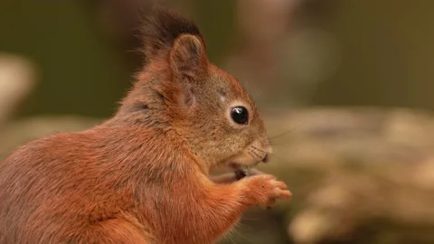 Cute red squirrel with long pointed ears eating an nut in autumn orange scene wi Stock Footage 214286472