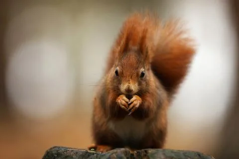 Cute red squirrel with long pointed ears eats a nut in autumn orange scene wi Stock Photos
