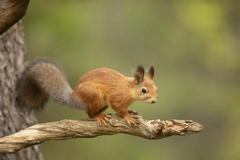 Cute red squirrel with long pointed ears sit on branch in autumn scene with n Stock Photos