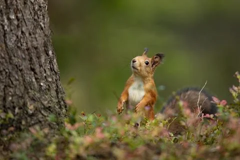 Cute red squirrel with long pointed ears in autumn scene with nice deciduous  Stock Photos