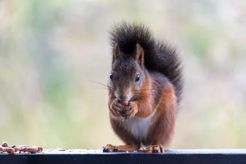 Cute Red Squirrel with a Nut, Looking at the Camera Stock Photos