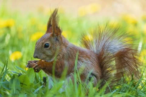Cute red squirrel with nut 스톡 사진