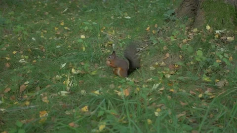A cute red squirrel opening and eating a nut Stock Footage 172418377