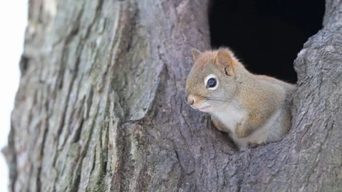 Cute red squirrel peeking out from a tree hole Vídeo Stock 341957044