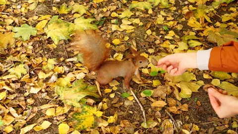 A cute red squirrel ran to smell the nuts from human hands in the autumn forest Stock Footage 289658495