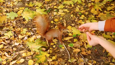 A cute red squirrel ran to smell the nuts from human hands in the autumn forest Video stock 291273879