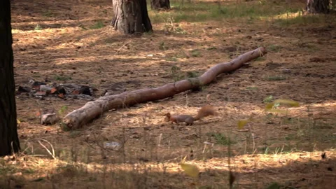 Cute Red Squirrel Runs Through the Forest in Search of Food Stock Footage 255390053