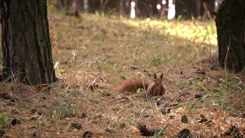 Cute Red Squirrel Runs Through the Forest in Search of Food Stock Footage 255390351