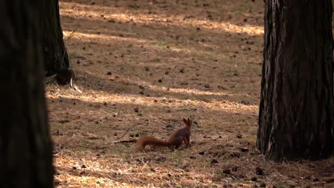 Cute Red Squirrel Runs Through the Forest in Search of Food Stock Footage 255513412