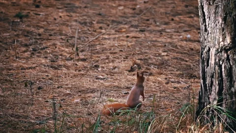 Cute Red Squirrel Runs Through the Forest in Search of Food Stock Footage 256082118