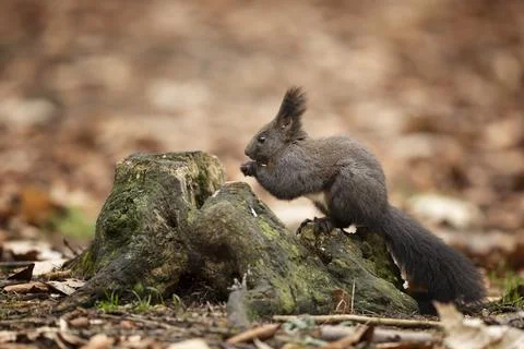 Cute red squirrel (Sciurus vulgaris) with long pointed ears on the tree stump Stock Photos