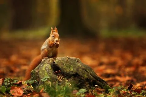 Cute red squirrel (Sciurus vulgaris) with long pointed ears on the tree stump Foto stock