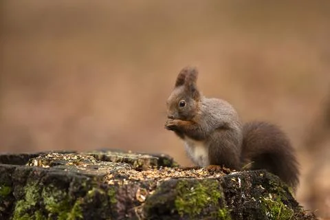 Cute red squirrel (Sciurus vulgaris) with long pointed ears on the tree stump Foto stock