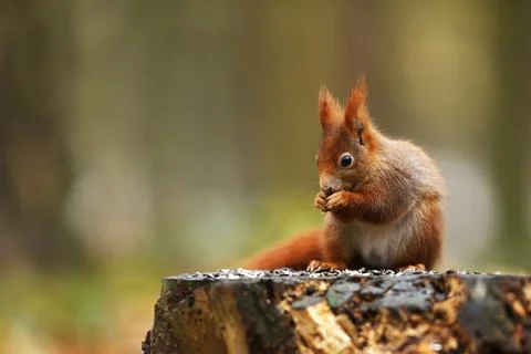 Cute red squirrel (Sciurus vulgaris) with long pointed ears on the tree stump Stock Photos