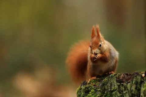 Cute red squirrel sit on stump in autumn orange scene with nice deciduous for Stock Photos