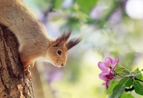 Cute red squirrel sits on an apple tree among pink flowers in a warm spring g Stock Photos
