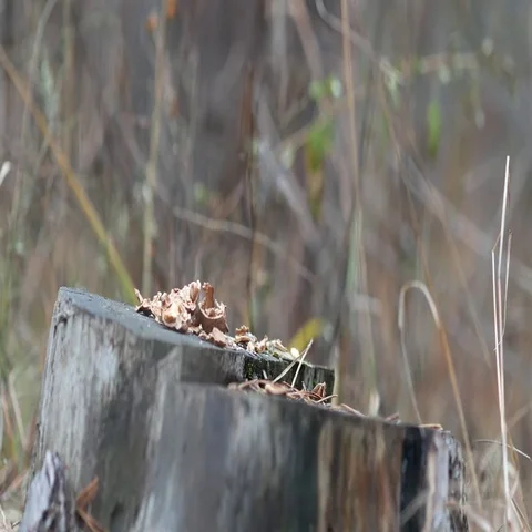 Cute red squirrel sits on the tree stump and eating walnut in the autumn park Stock-Footage 69492742