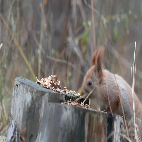 Cute red squirrel sits on the tree stump and eating walnut in the autumn park Stock-Footage 69492747