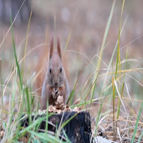 Cute red squirrel sits on the tree stump and eating walnut in the autumn park Stock-Footage 69492800