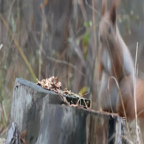 Cute red squirrel sits on the tree stump and eating walnut in the autumn park Stock Footage 69492816