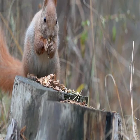 Cute red squirrel sits on the tree stump and eating walnut in the autumn park Stock-Footage 69492973