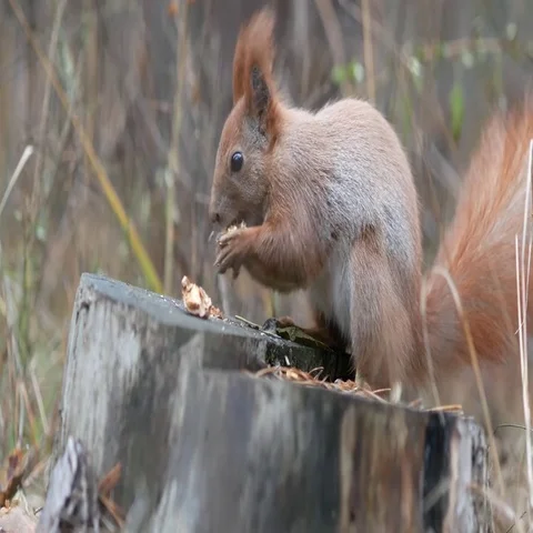 Cute red squirrel sits on the tree stump and eating walnut in the autumn park Stock-Footage 69492991