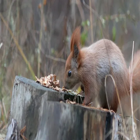 Cute red squirrel sits on the tree stump and eating walnut in the autumn park Stock-Footage 69493223