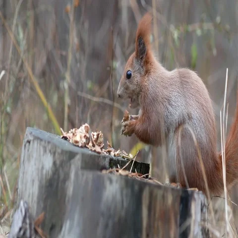 Cute red squirrel sits on the tree stump and eating walnut in the autumn park Stock Footage 69493285