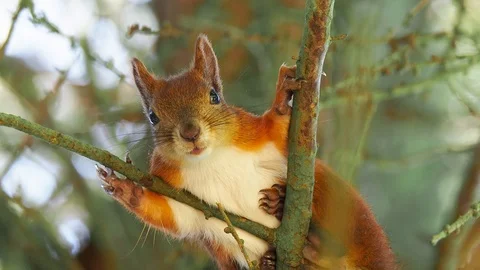 Cute red squirrel sits on tree branches and looking down to camera Stock Footage 114629620