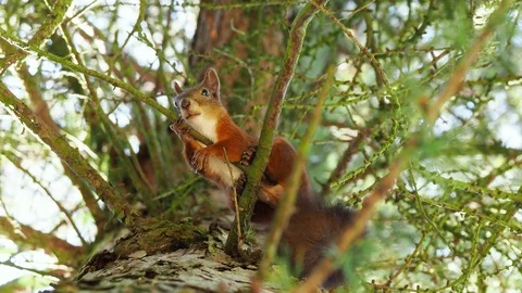 Cute red squirrel sits on tree branches and looking down to camera Stock-Footage 114629656