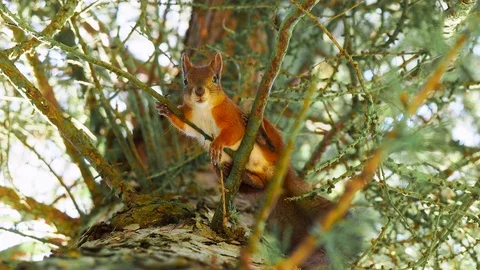 Cute red squirrel sits on tree branches and looking down to camera Stock Footage 114629704
