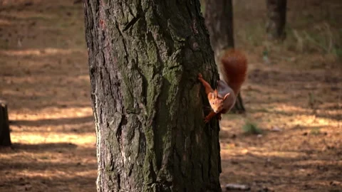 Cute Red Squirrel Sits on a Tree Branch and Eats a Nut Stock Footage 254658814