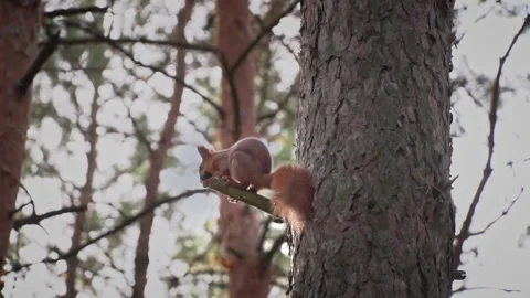 Cute Red Squirrel Sits on a Tree Branch and Eats a Nut Stock Footage 255513870